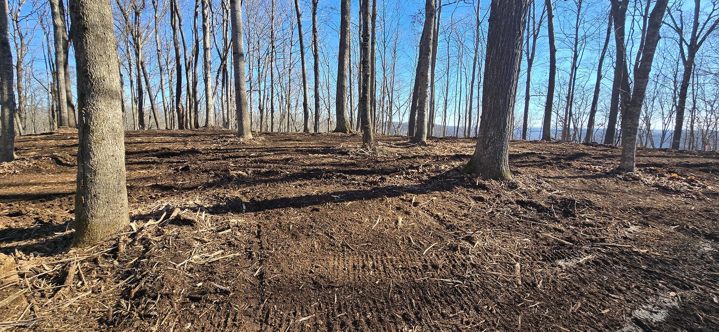 Clean mulched floor with mature hardwoods kept in place after selective understory mulching