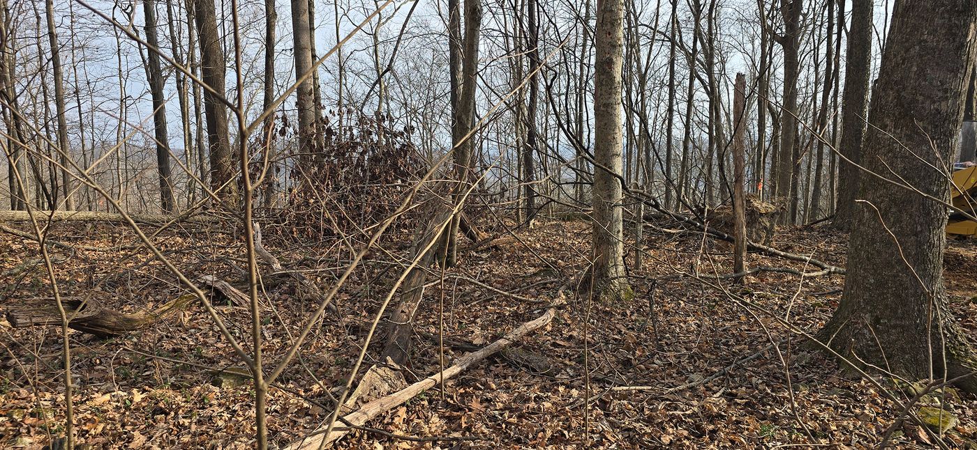 Overgrown understory with saplings and brush at Jennings Creek before forestry mulching