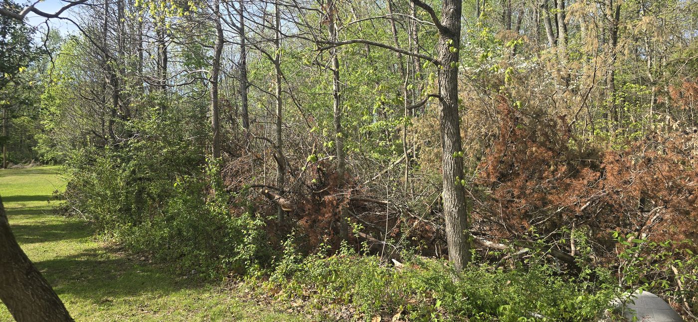 Old Union property before clearing with brush and cedar debris